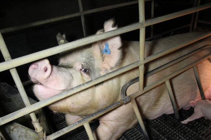 Farrowing crates at Wongalea Piggery QLD