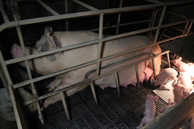 Farrowing crates at Wongalea Piggery QLD