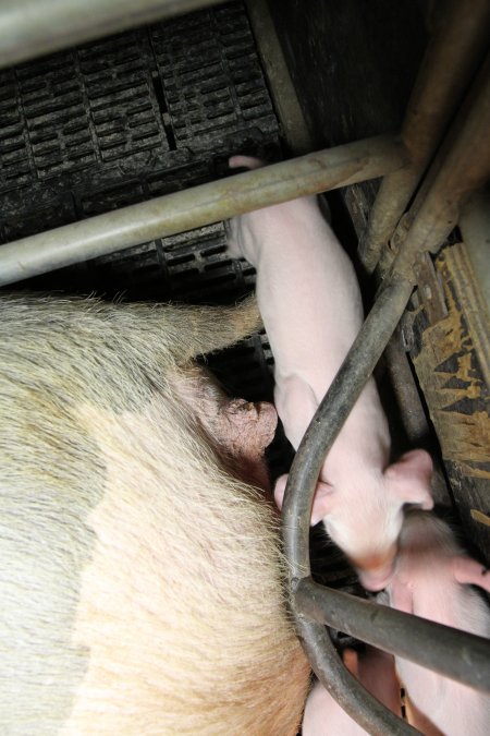 Farrowing crates at Wongalea Piggery QLD