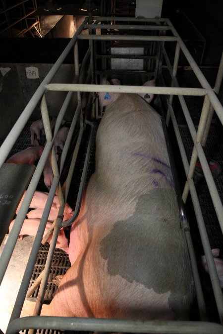 Farrowing crates at Wongalea Piggery QLD