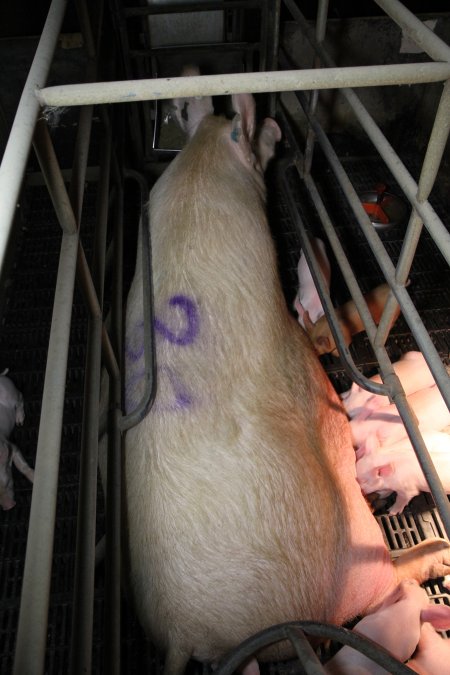 Farrowing crates at Wongalea Piggery QLD