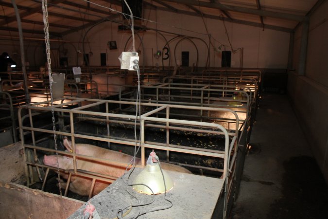 Farrowing crates at Wongalea Piggery QLD