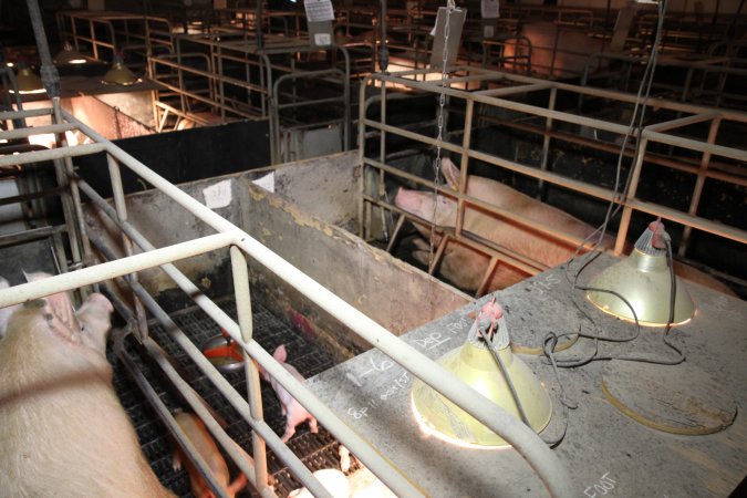 Farrowing crates at Wongalea Piggery QLD