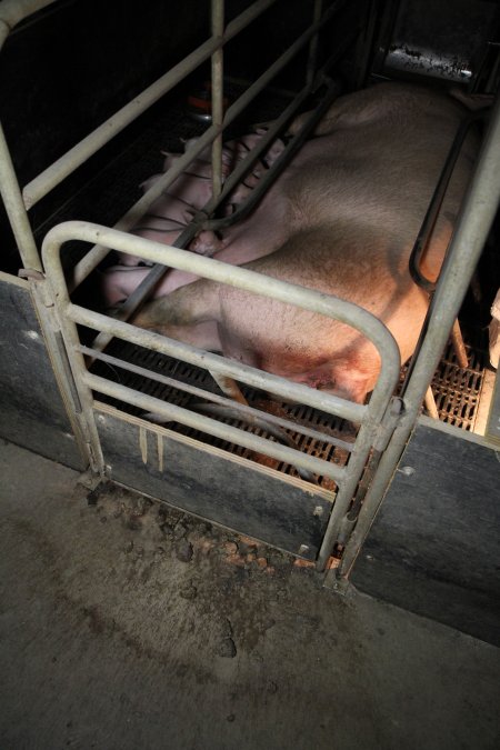 Farrowing crates at Wongalea Piggery QLD