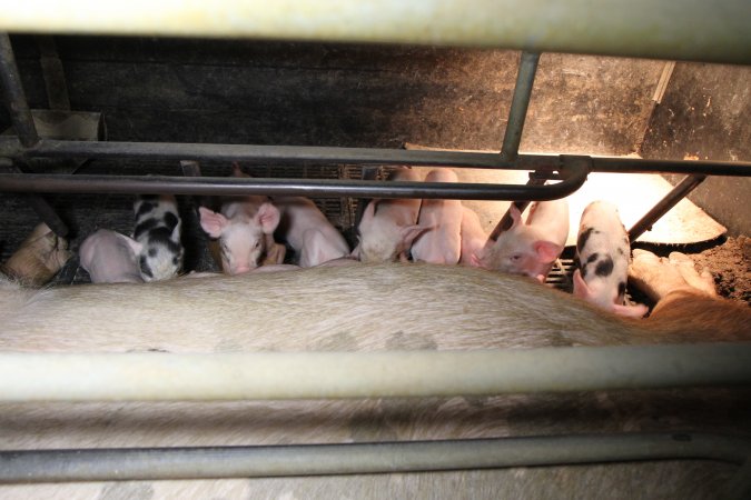 Farrowing crates at Wongalea Piggery QLD