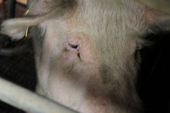 Farrowing crates at Wongalea Piggery QLD