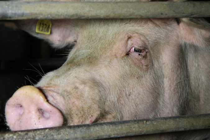 Farrowing crates at Wongalea Piggery QLD