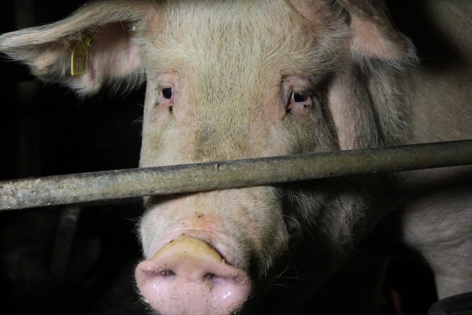 Farrowing crates at Wongalea Piggery QLD