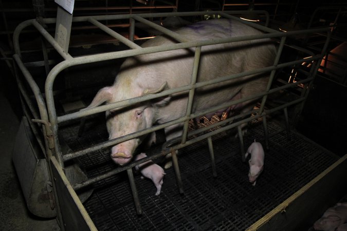 Farrowing crates at Wongalea Piggery QLD