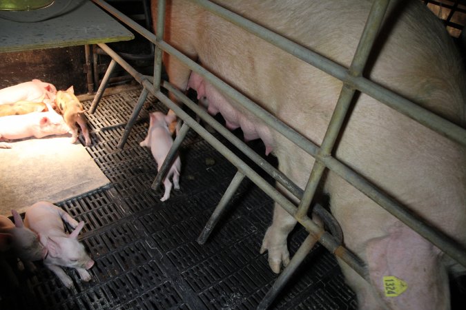 Farrowing crates at Wongalea Piggery QLD