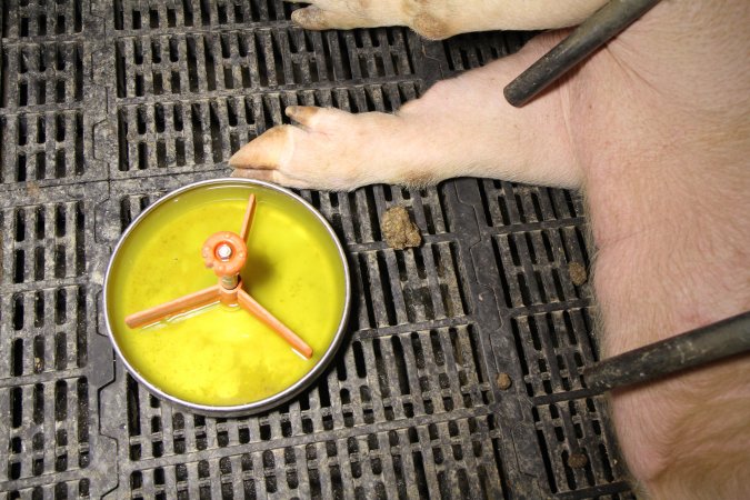 Farrowing crates at Wongalea Piggery QLD