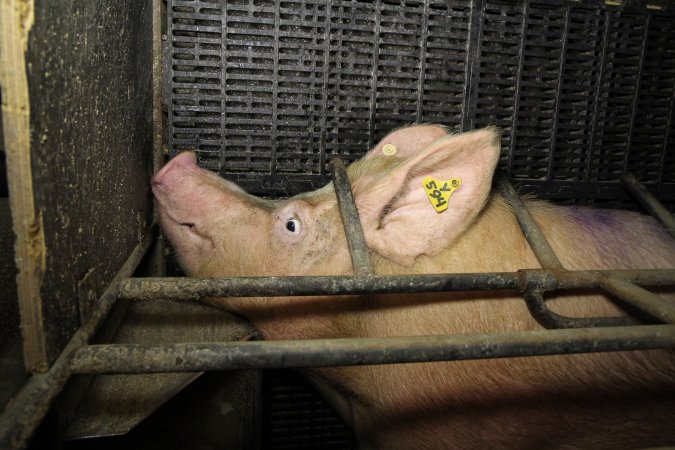 Farrowing crates at Wongalea Piggery QLD