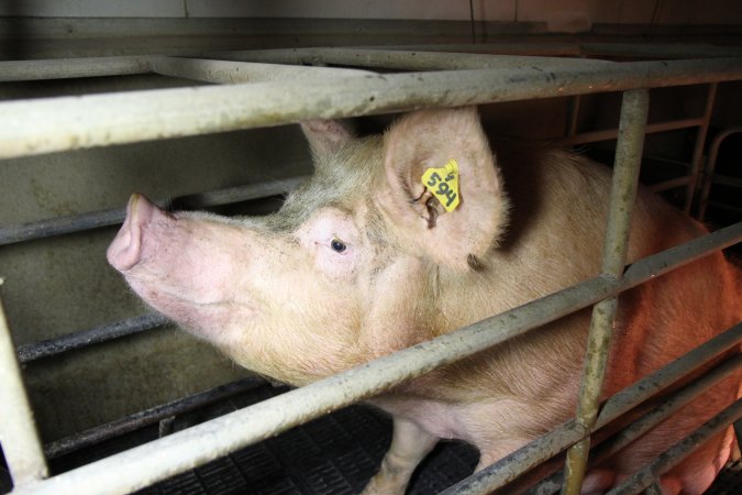 Farrowing crates at Wongalea Piggery QLD