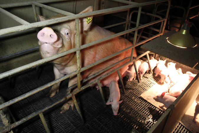 Farrowing crates at Wongalea Piggery QLD