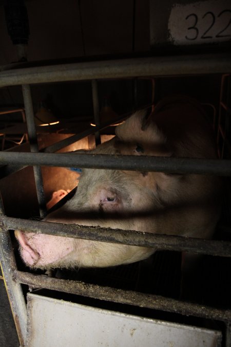 Farrowing crates at Wongalea Piggery QLD