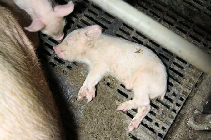 Farrowing crates at Wongalea Piggery QLD