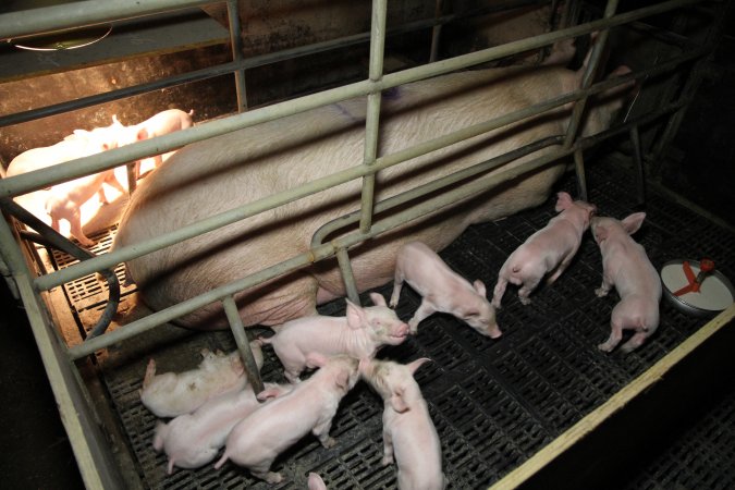 Farrowing crates at Wongalea Piggery QLD