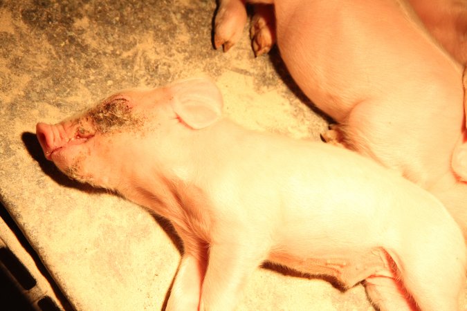 Farrowing crates at Wongalea Piggery QLD