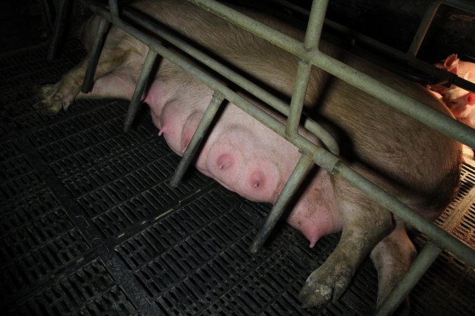 Farrowing crates at Wongalea Piggery QLD