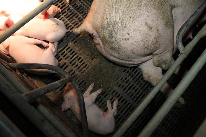 Farrowing crates at Wongalea Piggery QLD