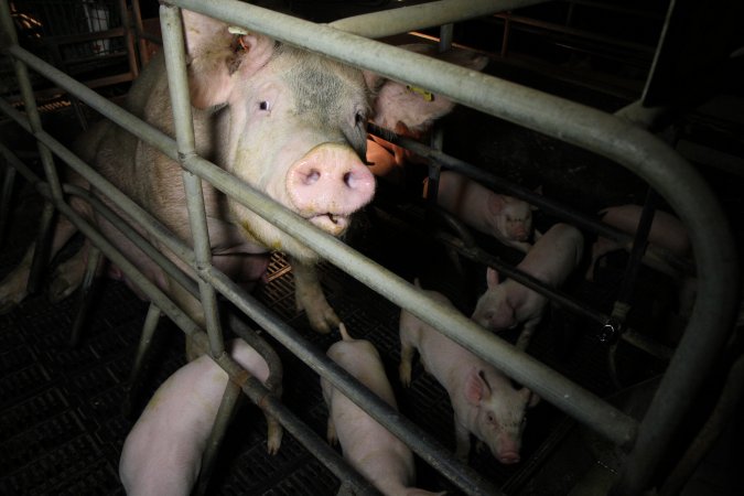 Farrowing crates at Wongalea Piggery QLD