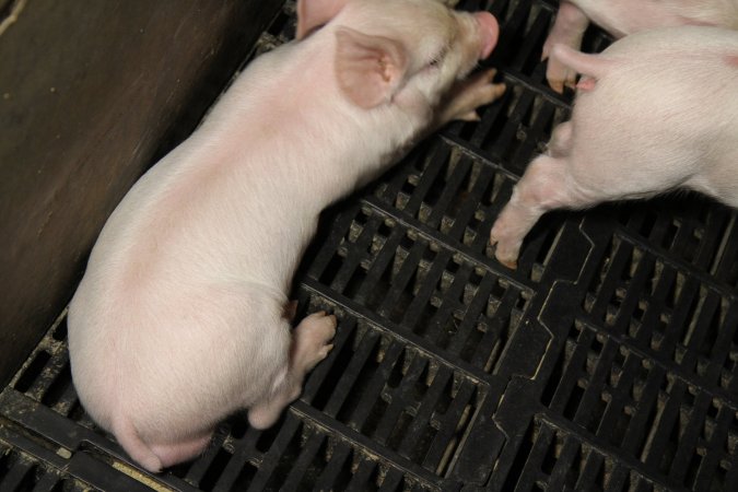 Farrowing crates at Wongalea Piggery QLD