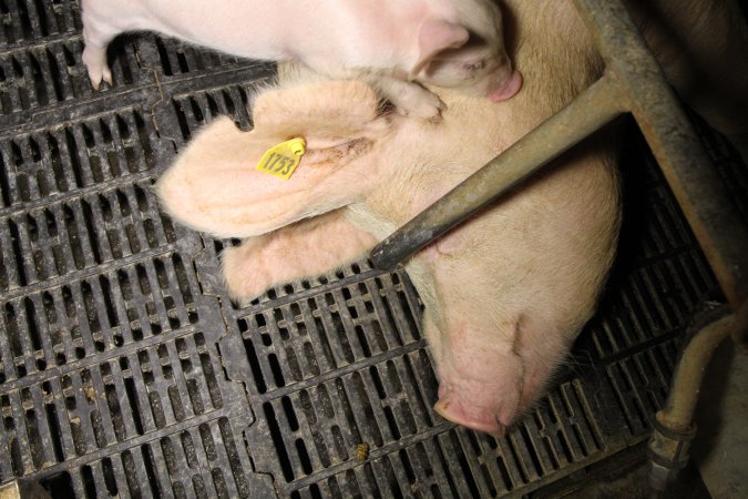 Farrowing crates at Wongalea Piggery QLD