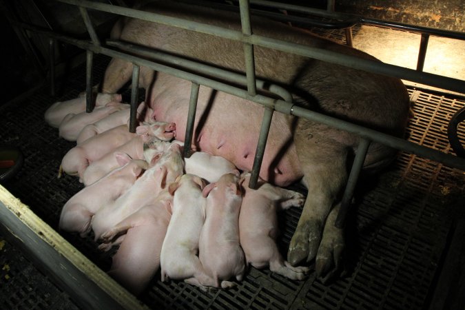 Farrowing crates at Wongalea Piggery QLD