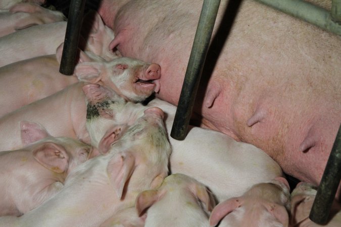 Farrowing crates at Wongalea Piggery QLD