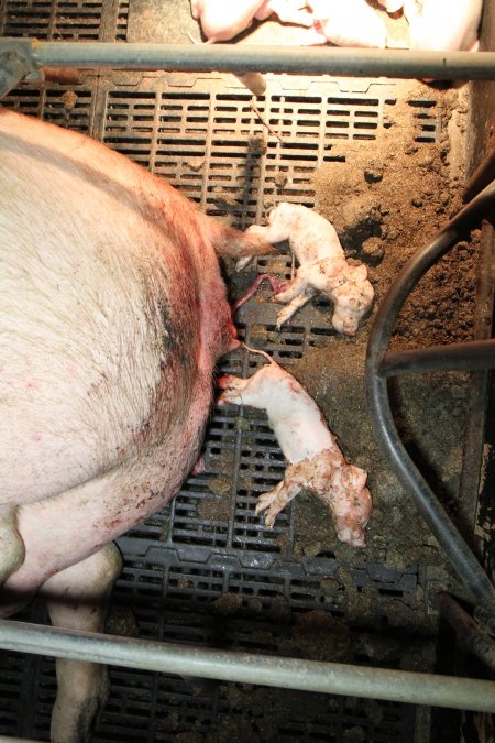 Farrowing crates at Wongalea Piggery QLD