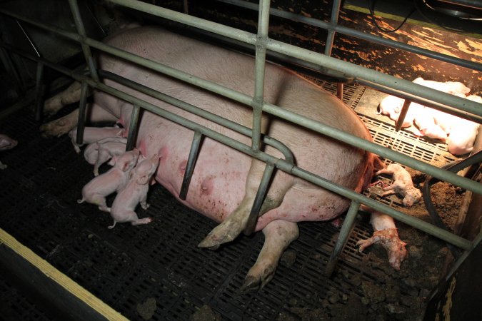 Farrowing crates at Wongalea Piggery QLD