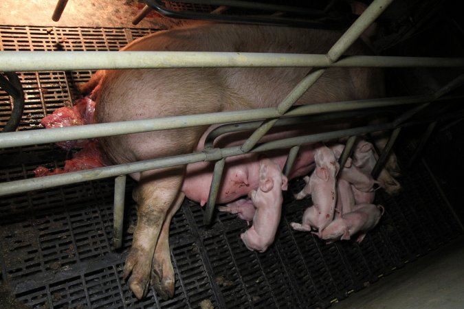 Farrowing crates at Wongalea Piggery QLD