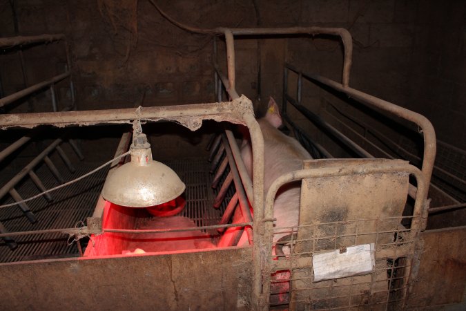 Farrowing crates at Cumbijowa Piggery NSW