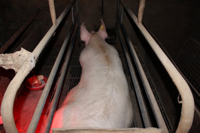 Farrowing crates at Cumbijowa Piggery NSW