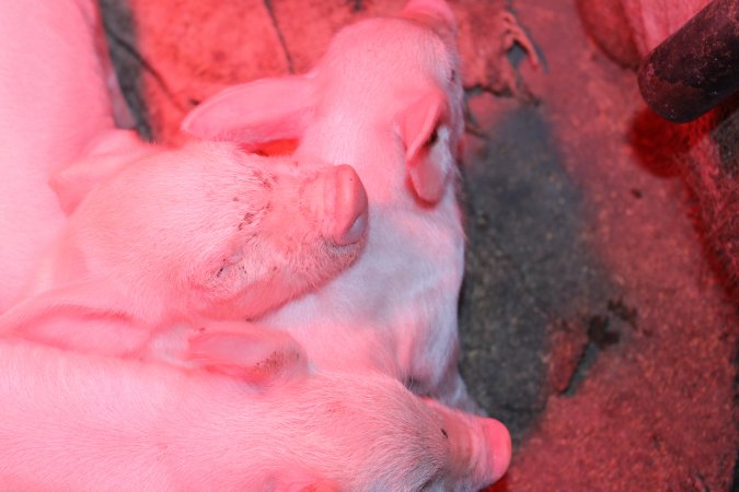 Farrowing crates at Cumbijowa Piggery NSW