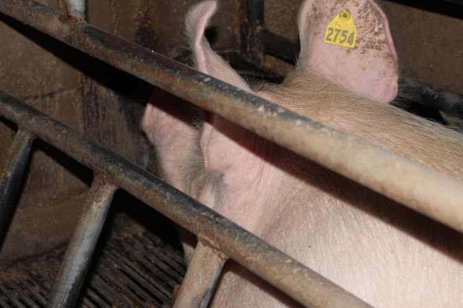 Farrowing crates at Cumbijowa Piggery NSW