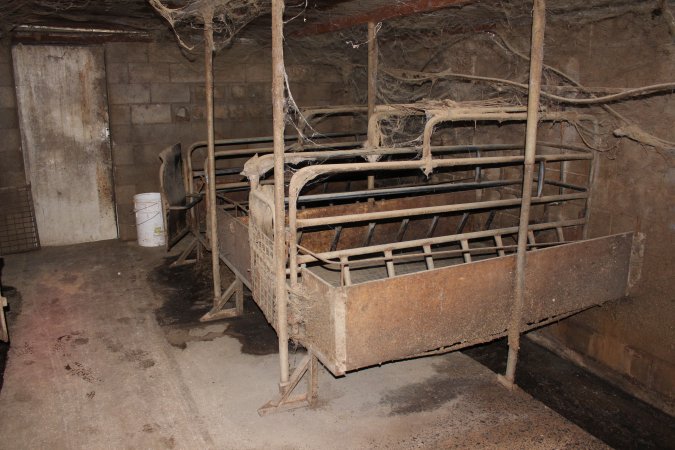 Farrowing crates at Cumbijowa Piggery NSW