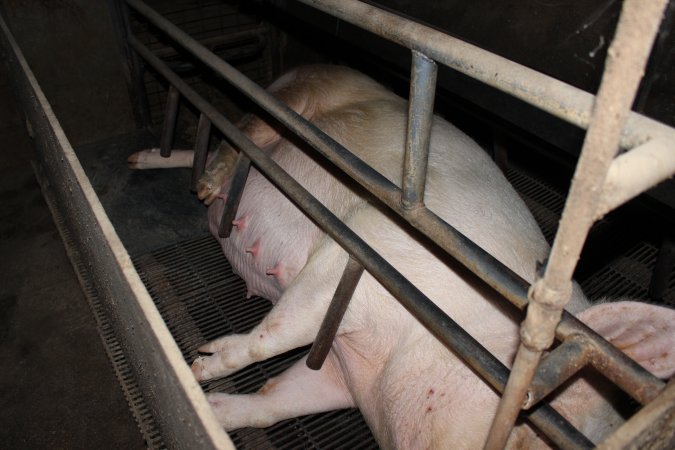 Farrowing crates at Cumbijowa Piggery NSW