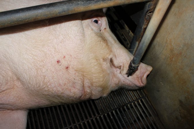 Farrowing crates at Cumbijowa Piggery NSW