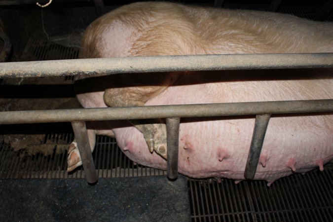 Farrowing crates at Cumbijowa Piggery NSW