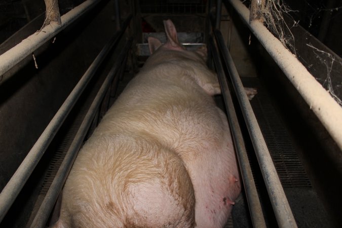 Farrowing crates at Cumbijowa Piggery NSW