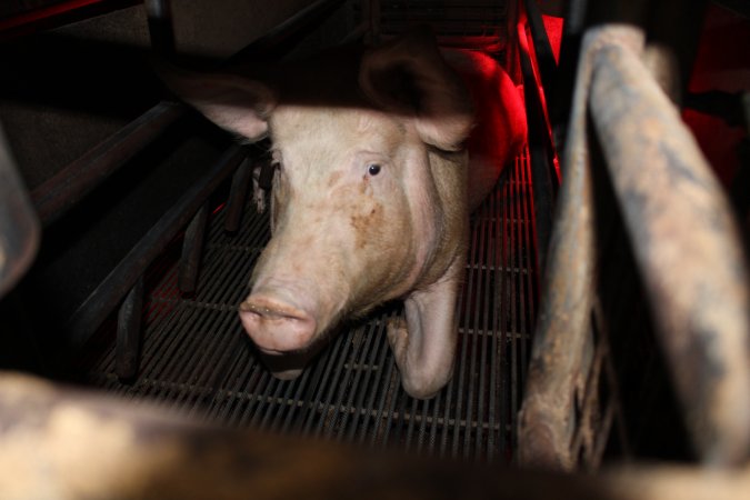 Farrowing crates at Cumbijowa Piggery NSW