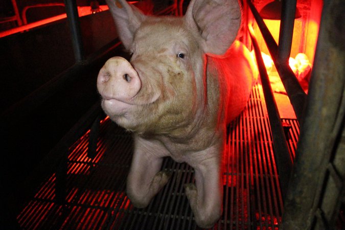 Farrowing crates at Cumbijowa Piggery NSW