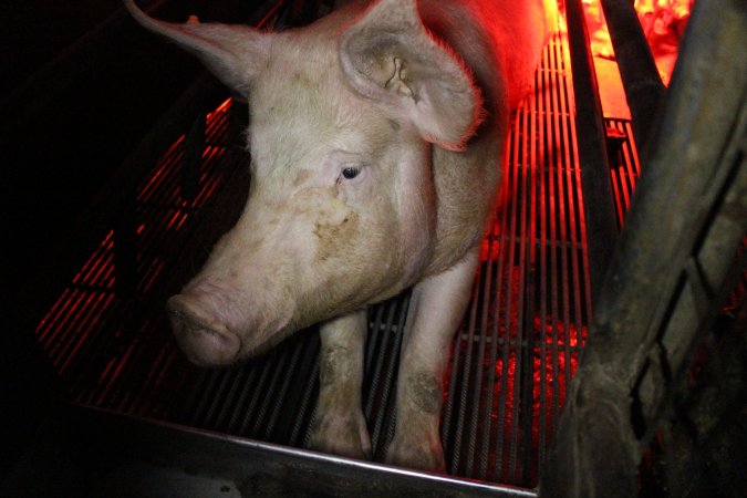 Farrowing crates at Cumbijowa Piggery NSW