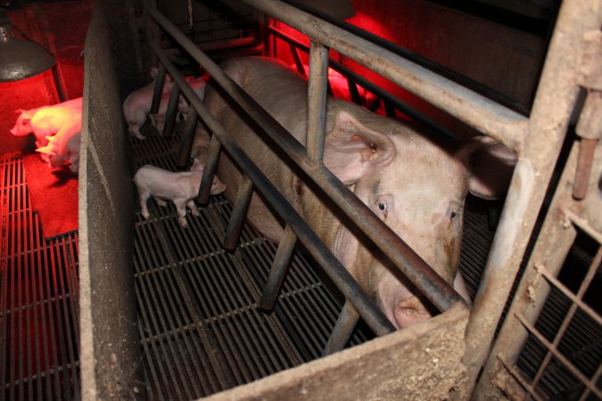 Farrowing crates at Cumbijowa Piggery NSW