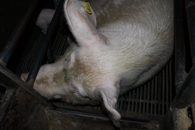 Farrowing crates at Cumbijowa Piggery NSW