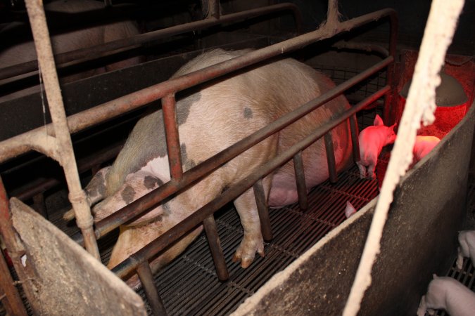 Farrowing crates at Cumbijowa Piggery NSW