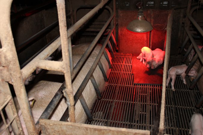 Farrowing crates at Cumbijowa Piggery NSW