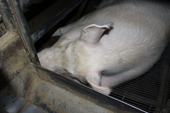 Farrowing crates at Cumbijowa Piggery NSW