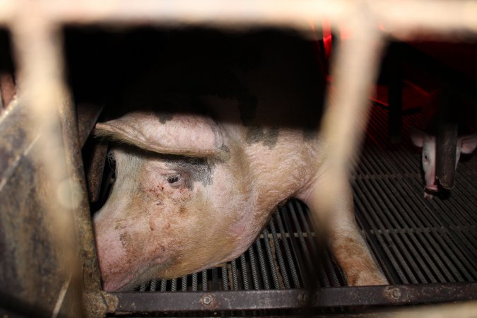 Farrowing crates at Cumbijowa Piggery NSW